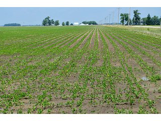 Property photo 31 - LAND AUCTION - 700+/- ACRES OFFERED IN 16 TRACTS IN ALLEN COUNTY, INDIANA